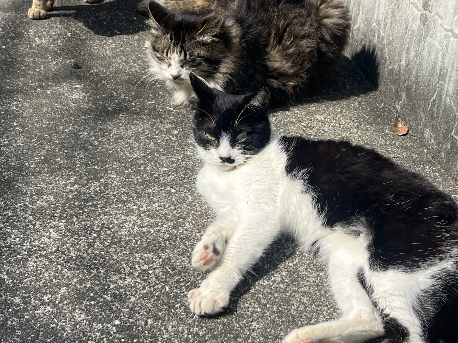 Aコース途中で出会った猫